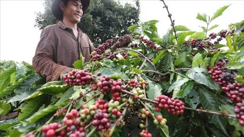 Bản tin nông sản (26-6): Giá cà phê quay đầu giảm mạnh, hồ tiêu bật tăng, lúa gạo giữ ổn định