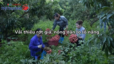 Vải thiều rớt giá, nông dân lo lỗ nặng