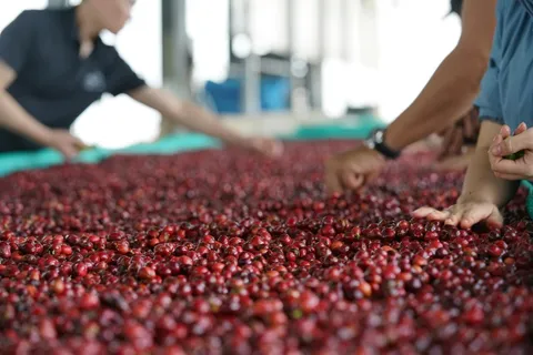 Ngành nông nghiệp nỗ lực cán đích 65 tỷ USD xuất khẩu trong năm 2025