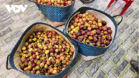 Măng cụt mất mùa, giá cao nhưng nông dân vẫn "thiệt kép"