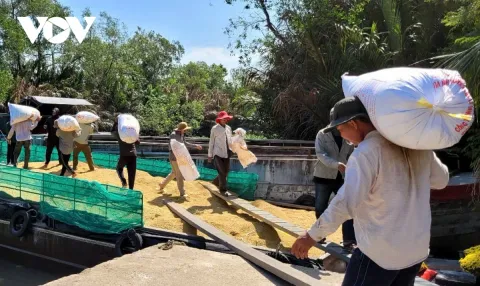 Giá lúa Hè thu vùng ĐBSCL đang ở mức thấp, nhà nông không có lãi