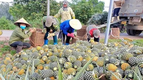 Dứa Việt Nam rộng đường xuất ngoại: Cần chiến lược bài bản để cán mốc tỷ USD
