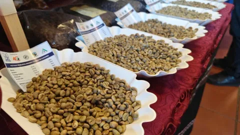 Giá cà phê hôm nay 21-7: Tăng nữa hay không?