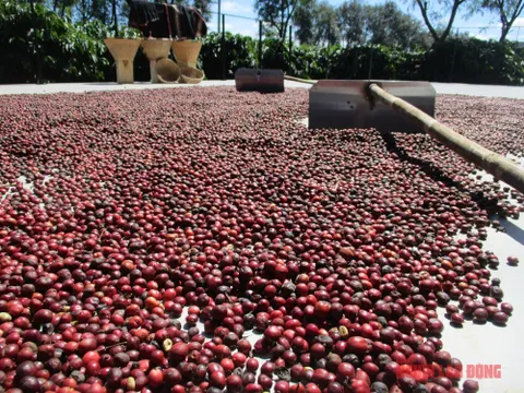 Giá cà phê hôm nay 28-7: Đà tăng có giữ được?