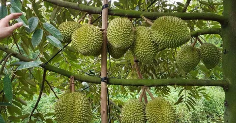 Siết chất lượng từ vùng trồng để giữ thị trường cho nông sản xuất khẩu