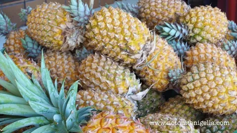 Trái dứa Việt Nam đang đứng trước cơ hội bứt phá, hướng tới mục tiêu tỷ USD