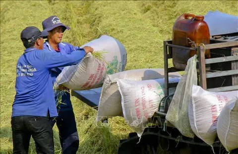 Philippines tạm dừng nhập khẩu, liệu có tác động đến gạo Việt Nam?
