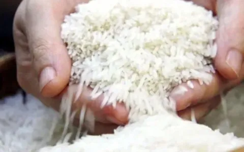 Hành trình 80 năm hạt gạo Việt chinh phục thế giới