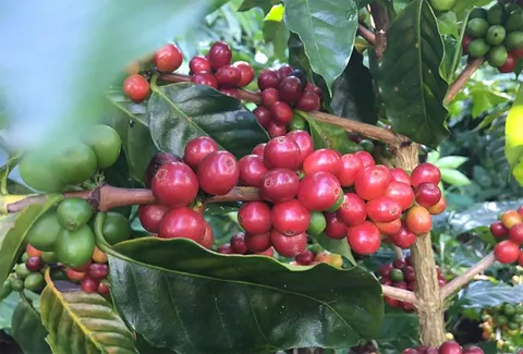 Bản tin nông sản hôm nay (18/8): Giá cà phê tăng kỷ lục