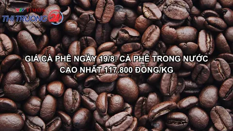 Giá cà phê ngày 19/8: Cà phê trong nước cao nhất 117.800 đồng/kg