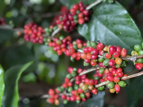 Giá cà phê hôm nay 19/8: Robusta thụt lùi, thị trường Trung Quốc ra sao?