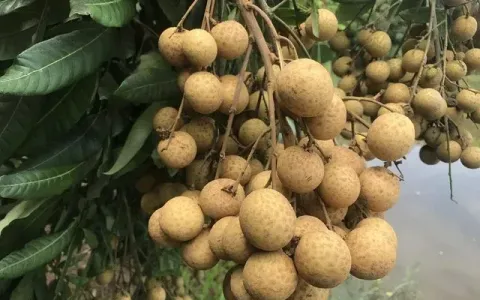 Nhãn lồng Hưng Yên hướng đến xuất khẩu bền vững