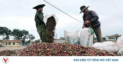 Giá cà phê hôm nay 5/9: Giá cà phê trong nước tăng 300 đồng/kg