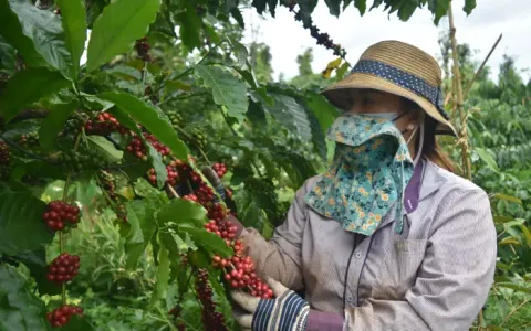 Cà phê Việt Nam "được mùa, được giá"