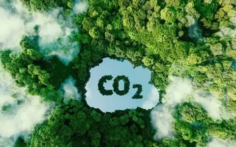 Google mua tín chỉ carbon từ dự án trồng rừng Amazon