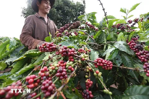 Giá cà phê tiếp tục tăng nóng trước áp lực nguồn cung