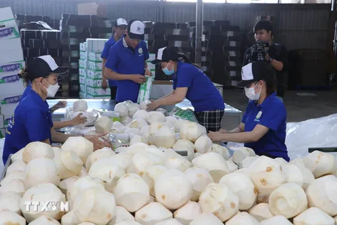 Khai mở giá trị tỷ đô cho thị trường xuất khẩu dừa