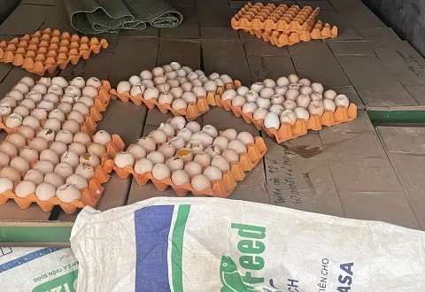Kiểm tra, tiêu hủy trên 5.000 quả trứng gà không rõ nguồn gốc xuất xứ