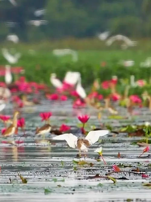 Photographer cherishes soaring birds