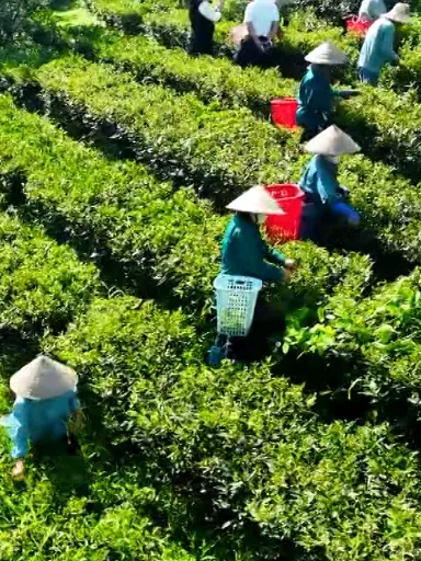 Phu Tho tea elevated in global market