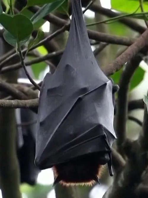 Nipah virus spreads in South Asia