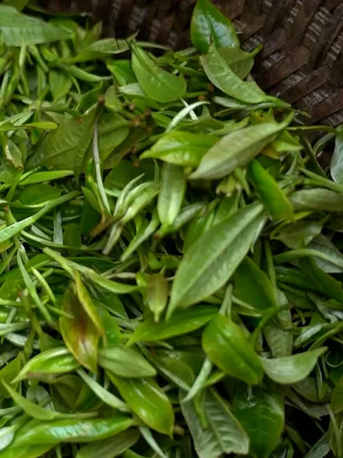 The one who awakened Shan Tuyết tea in Na Hang | Vibes of Vietnam