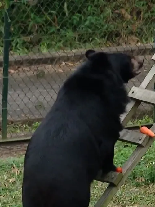 20 years of rescuing captive bears in Việt Nam