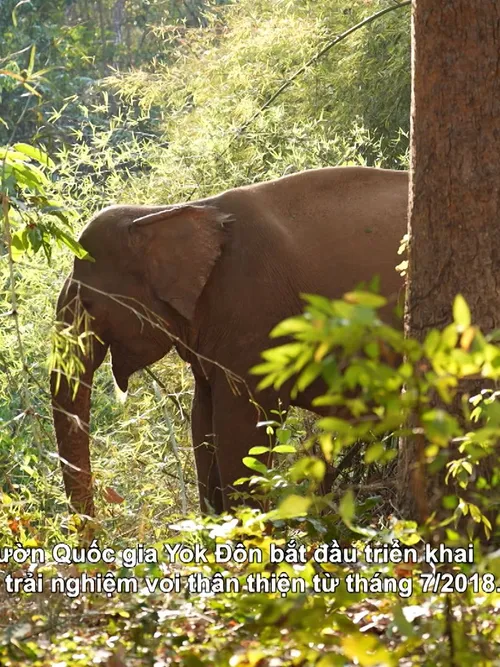 Where Are You Going, Elephants? | I-Report