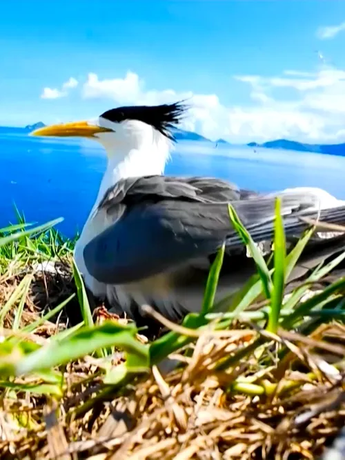 The terns of Côn Đảo | Vietnam Wild Live