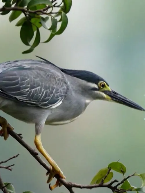 Where the birds return | I-Report