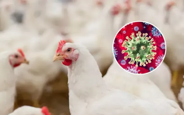 Mỹ: Xuất hiện ổ dịch cúm gia cầm H7N9 đầu tiên sau 8 năm