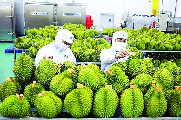 Gỡ khó xuất khẩu sầu riêng sang Trung Quốc