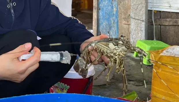Phát hiện cơ sở bơm tạp chất vào tôm hùm chết để bán ra thị trường: Ngành thủy sản đối mặt khủng hoảng niềm tin