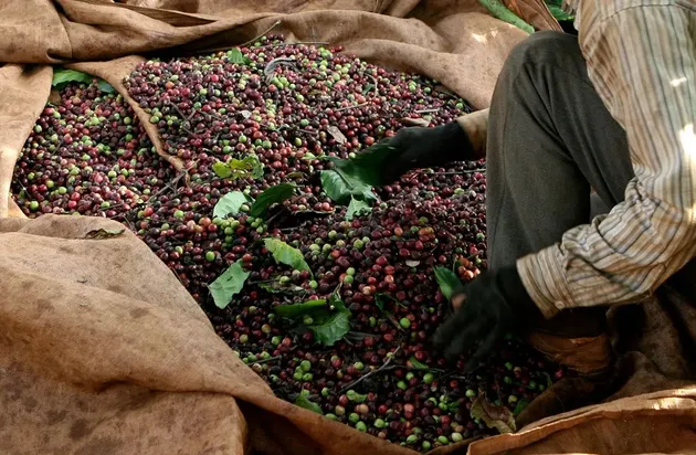 Giá cà phê Robusta: Liệu có chạm đáy mới trong 1 năm?