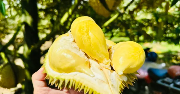 Giá sầu riêng “chạm đáy” vì lý do không ai ngờ tới