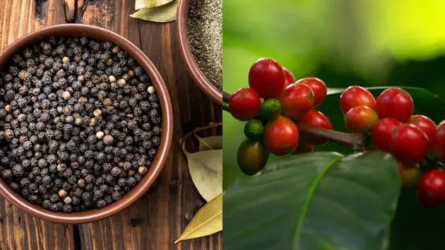 Bản tin nông sản hôm nay (10-7): Giá cà phê tăng, giá hồ tiêu đi ngang, lúa gạo tăng - giảm trái chiều