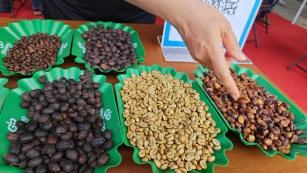 Giá cà phê hôm nay 11-7: Robusta lao dốc 3 con số