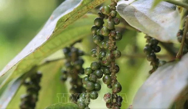 Bản tin nông sản hôm nay (12/7): Giá cà phê giảm mạnh
