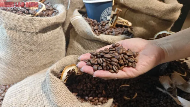 Giá cà phê hôm nay 17-7: Quay đầu tăng nhưng tương lai có thể chỉ 80.000 đồng/kg