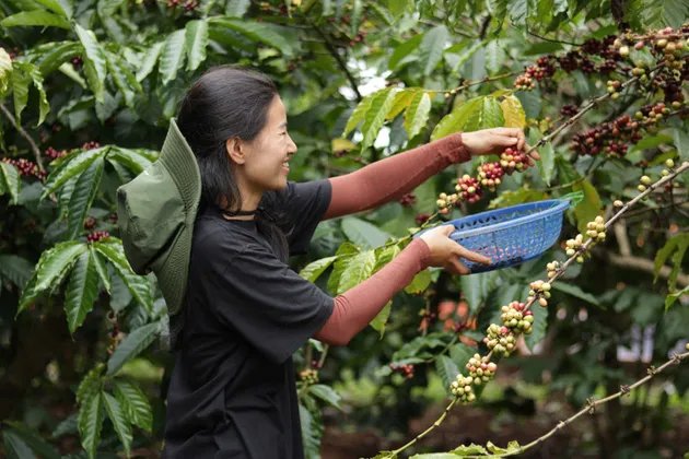 Bản tin nông sản hôm nay (24-7): Giá cà phê tăng mạnh