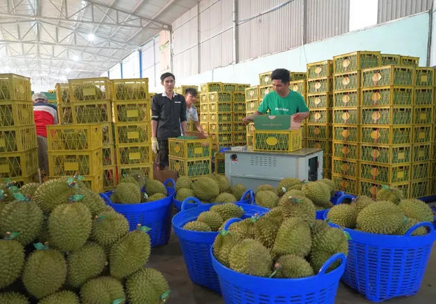 Tôm, cà phê và sầu riêng kéo thị trường nông sản tháng 7 sôi động