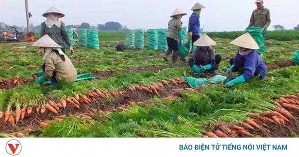 Hàng xuất khẩu gặp khó trước "hàng rào" điều tra phòng vệ thương mại