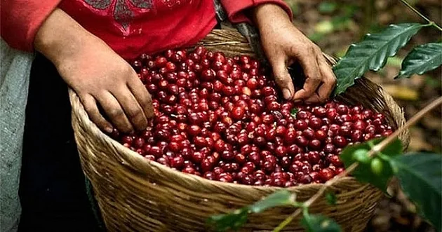 Bản tin nông sản hôm nay (10-8): Giá cà phê, hồ tiêu đồng loạt tăng