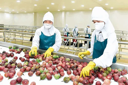 Khai thác lợi thế EVFTA, rau quả xuất sang EU tăng vọt