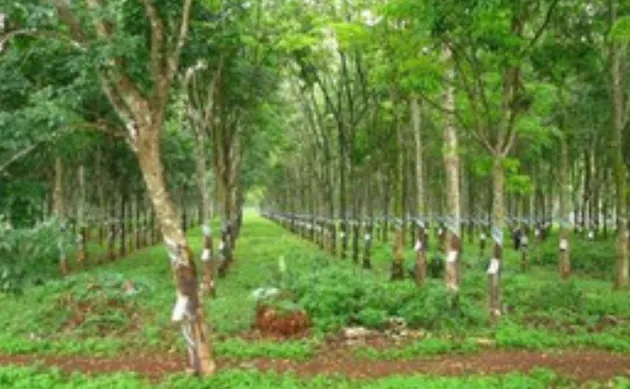 Doanh nghiệp có được chuyển đất trồng cây lâu năm thành đất ở?