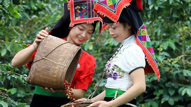 Giá cà phê hôm nay 1/9: Cà phê trong nước có giá 122.400 đồng/kg