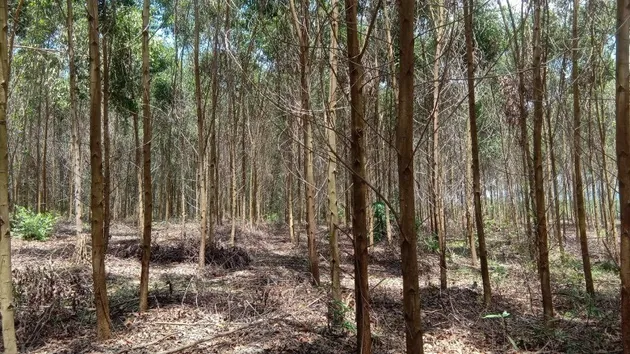 Thành phố Huế thông qua chuyển đổi 22,58ha rừng sản xuất để triển khai 3 dự án lớn