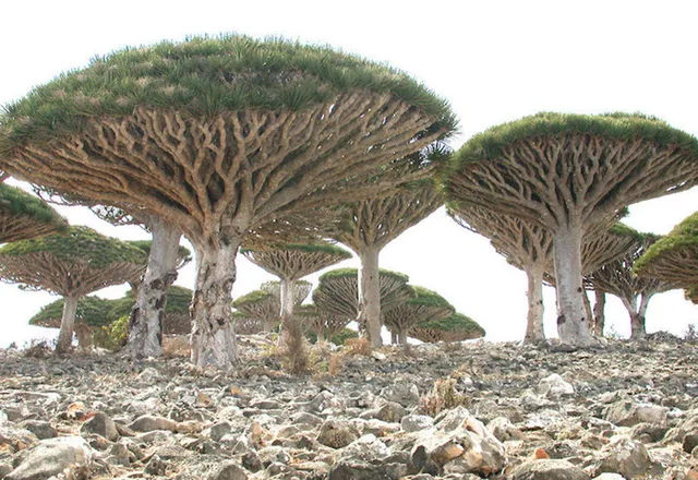 Khám phá Socotra - Hòn đảo được ví như hành tinh khác trên Trái đất - Ảnh 1.