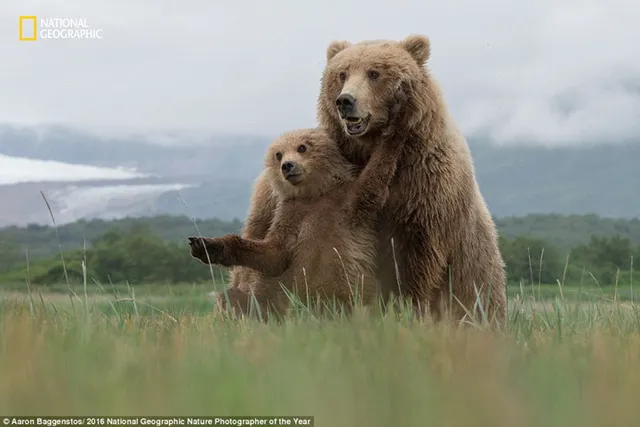 Thiên nhiên hoang dã đẹp mê hoặc trong ảnh của National Geographic - Ảnh 2.