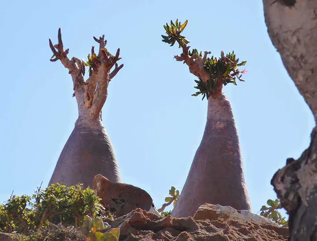 Khám phá Socotra - Hòn đảo được ví như hành tinh khác trên Trái đất - Ảnh 12.